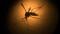 Tulsa Health Department: Big Decrease In Mosquito-Borne West Nile Virus