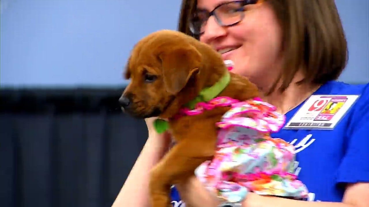Adorable! Dog Fashion Show At Oklahoma City Women's Expo