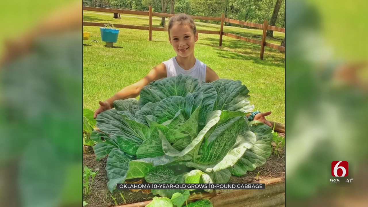 Oklahoma's 'Cabbage Patch Kid' Wins $1,000 For 10-Pound Cabbage