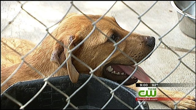 Pets Rescued In Latimer County Raid Ready For Adoption