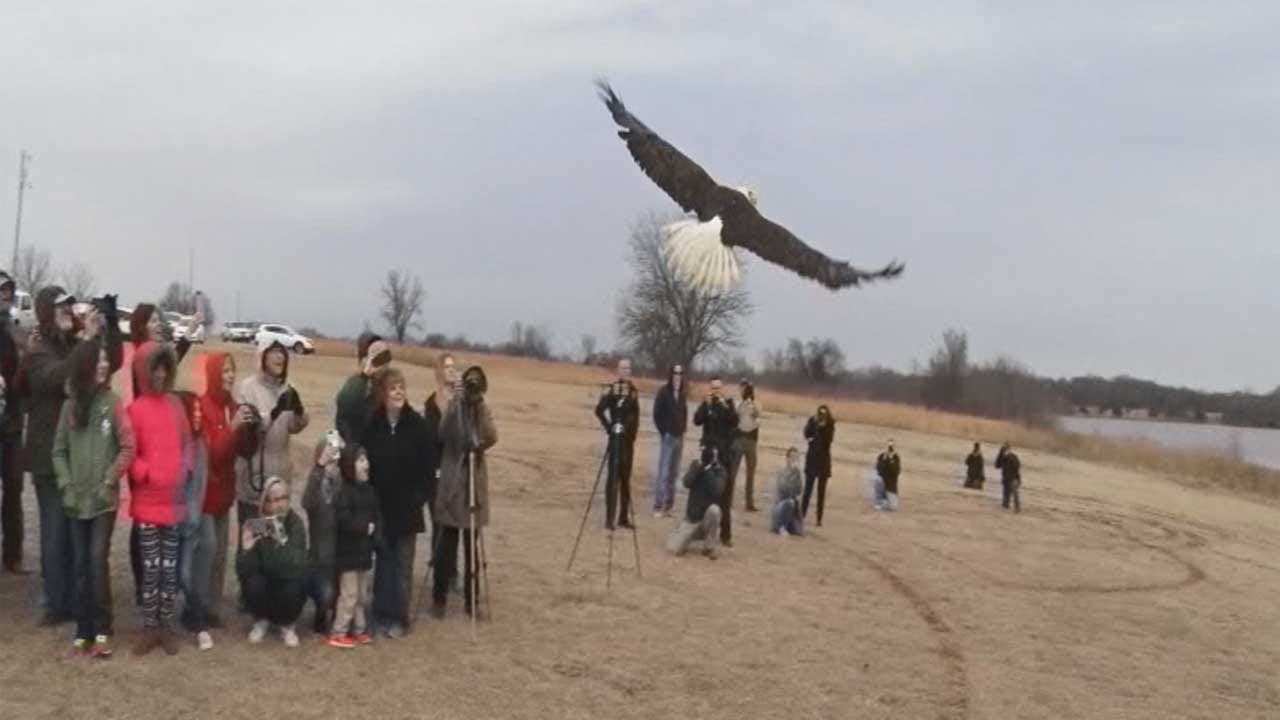 WATCH: Bald Eagle Rescued By Oklahoma Family Released 4 Months Later