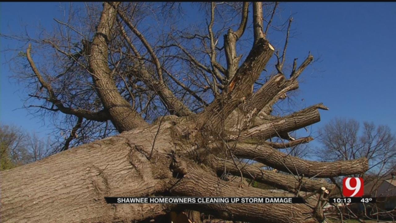 Massive Tree Topples Over In Shawnee Storm