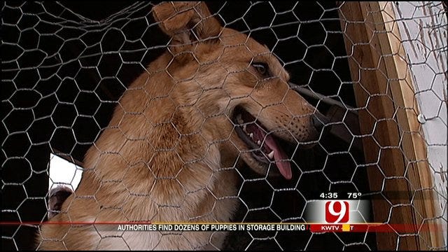 Dozens Of Puppies Saved From McClain County Puppy Mill
