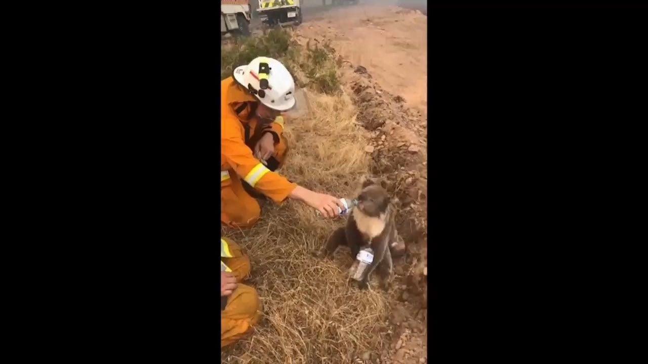 WATCH: Firefighter Offers Much-Needed Water To Thirsty As Bush Fires Rage Across Australia