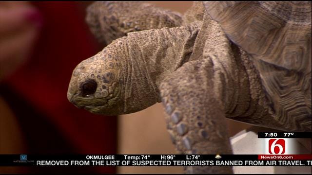 Wild Wednesday: Aldabra Tortoise