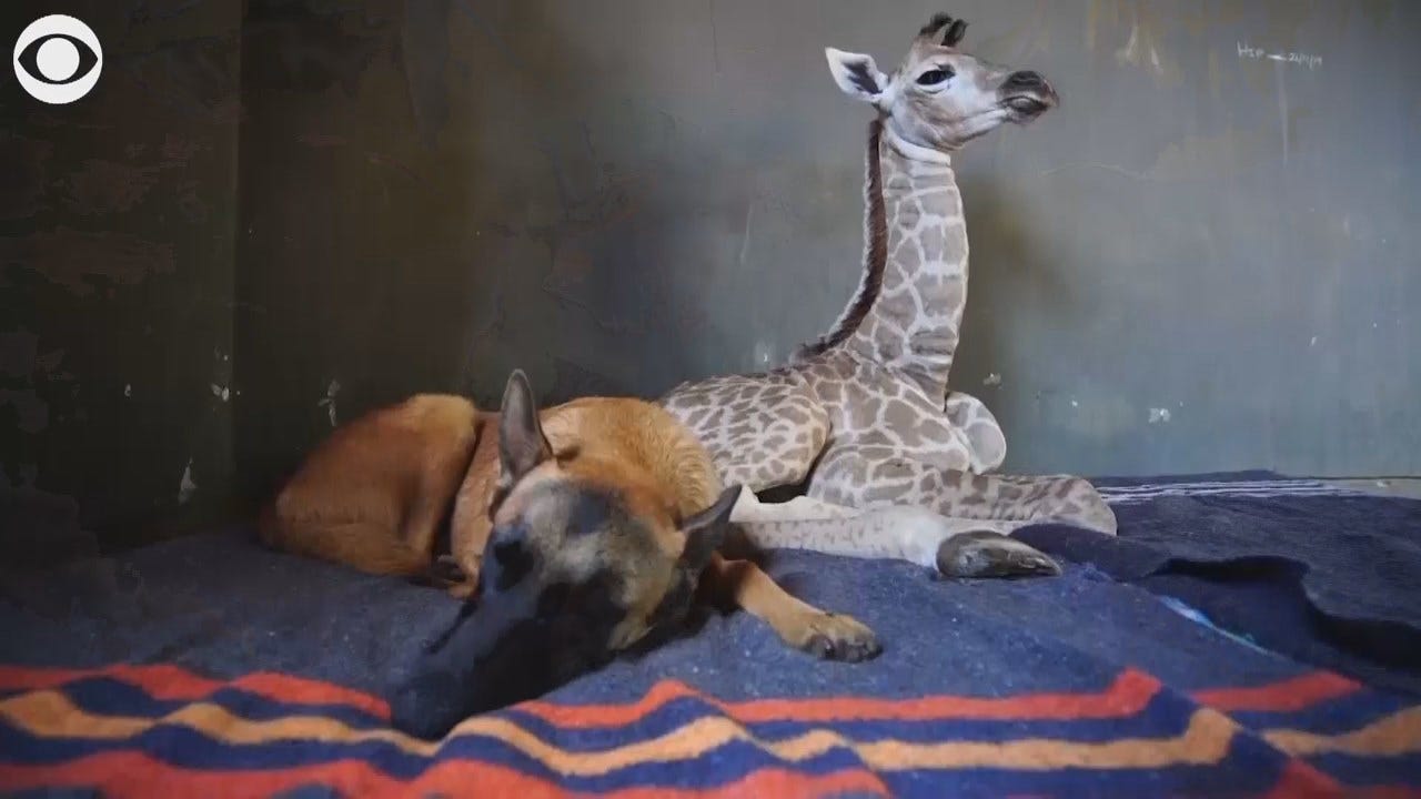 WATCH: Abandoned Baby Giraffe Has Unlikely New Friend