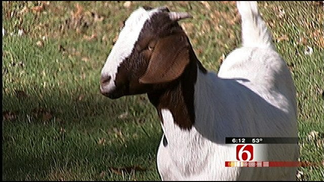 Goat Found Near Tulsa Highway Becomes Part Of Broken Arrow Family