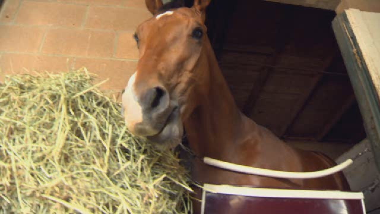 Santa Anita Cancels Racing Indefinitely After 21 Horse Deaths In 10 Weeks.wmv