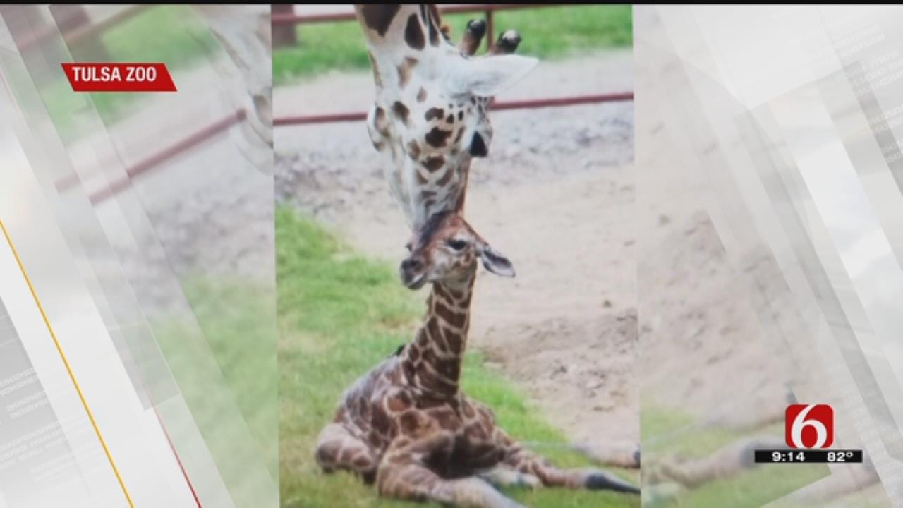 Tulsa Zoo Welcomes New Baby Giraffe