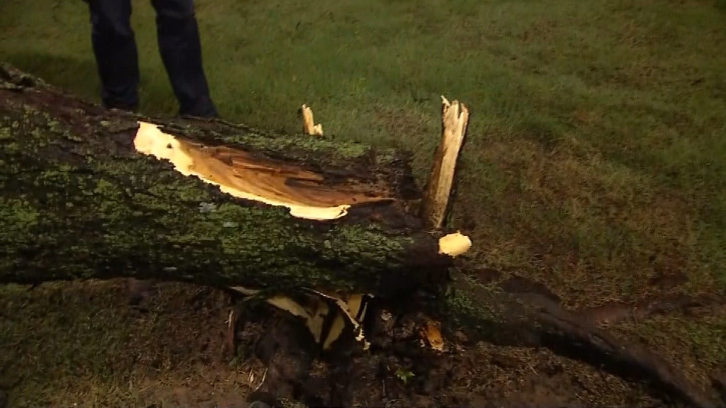 Storms Take Down Several Trees Across Tulsa County