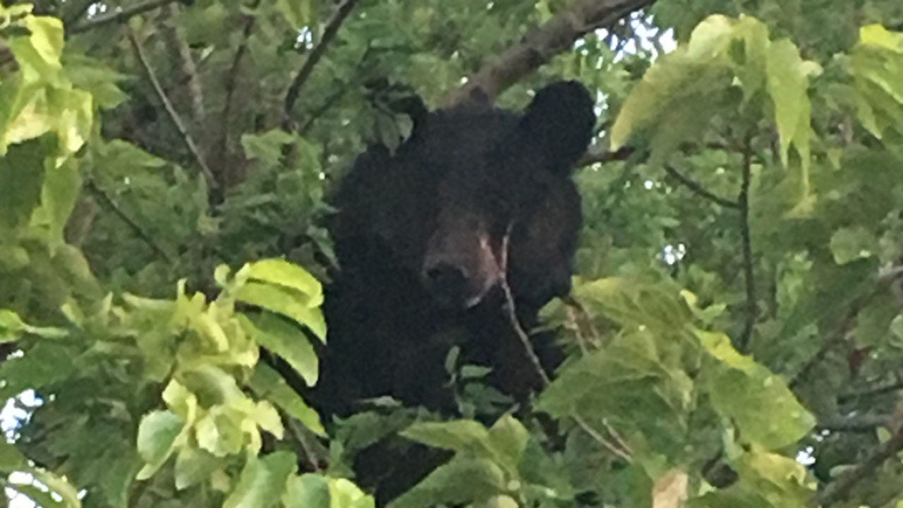 Black Bear Spotted By Couple In Wayne