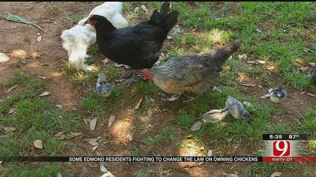 Edmond Woman Wants To Break Misconceptions Of Having Backyard Chickens