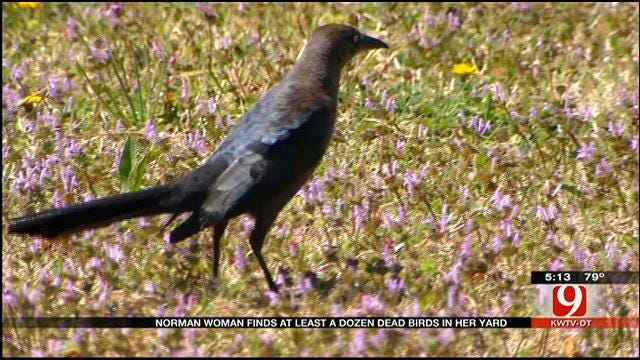 Norman Woman Finds At Least A Dozen Dead Birds In Yard