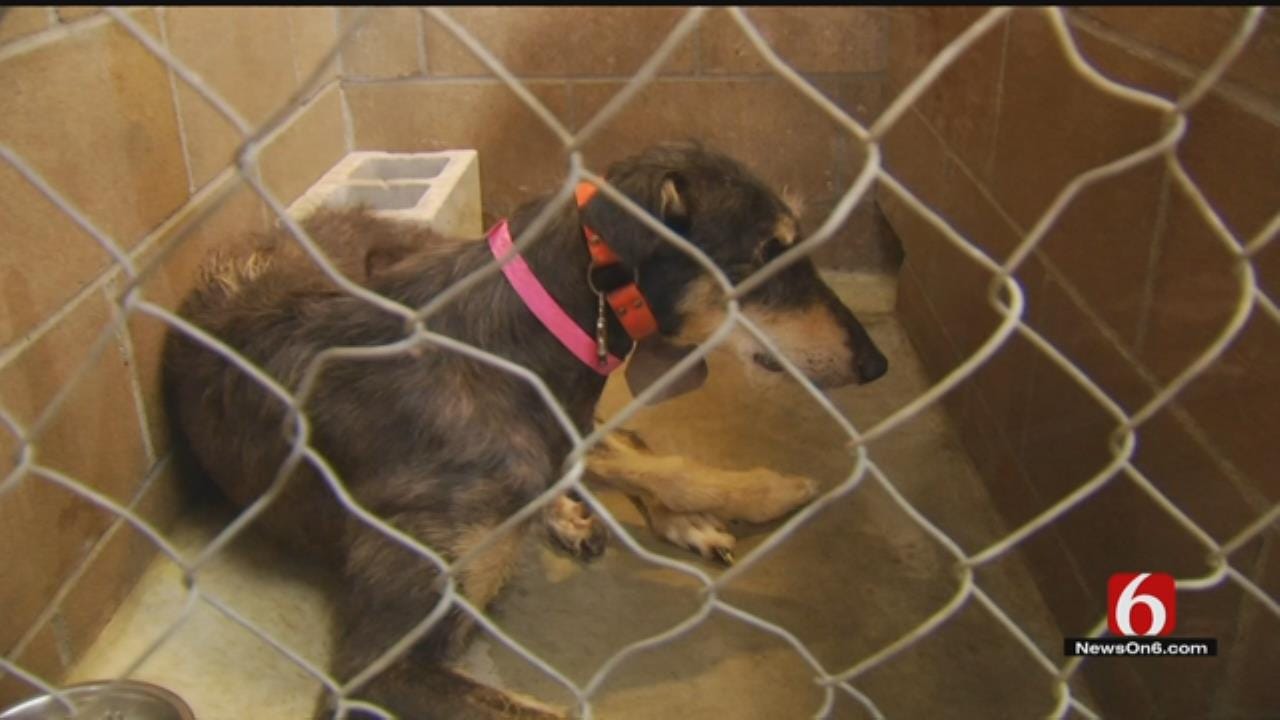 Greyhounds Seized In Animal Cruelty Case Up For Adoption In Tulsa