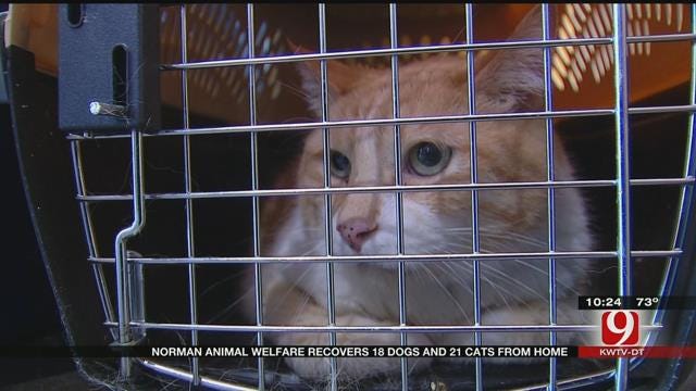 Norman Animal Welfare Recovers Dozens Of Cats And Dogs From A Home