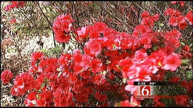 Spring Blooms Come Early At Muskogee Azalea Festival