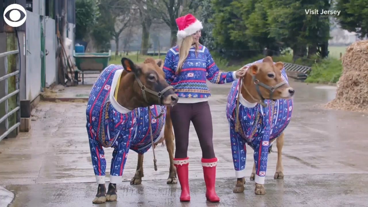 Dairy Christmas! Cows Get Festive With Matching Holiday Jumpers
