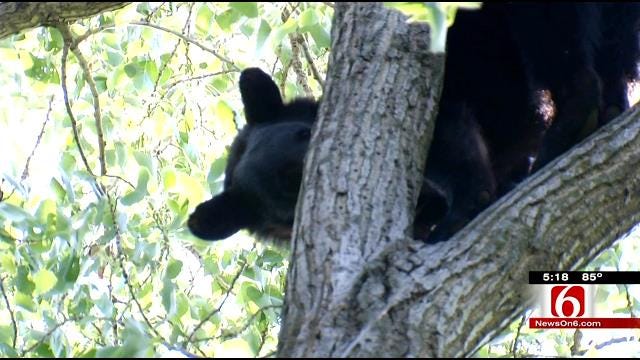 Two Trees In Two Days For Wagoner County Bear