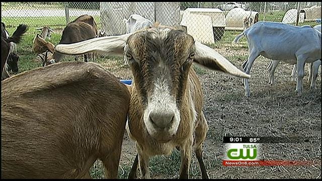 Animals Rescued From Hoarder In Central Oklahoma
