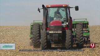 Oklahoma’s Explosive Growth Of Marijuana Affecting Farmers, Says Agricultural Associations  