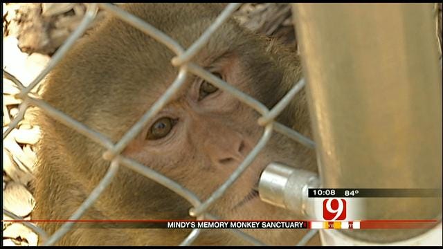 Oklahoma Facility Provides Sanctuary To Research, Pet Monkeys