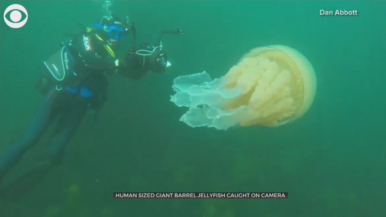 WOW: Human-Sized Giant Barrel Jellyfish Spotted By Divers Off U.K. Coast