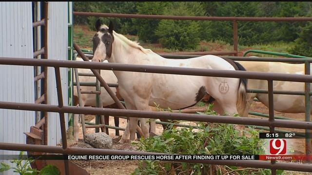 Horse Found Abused Again After Adoption