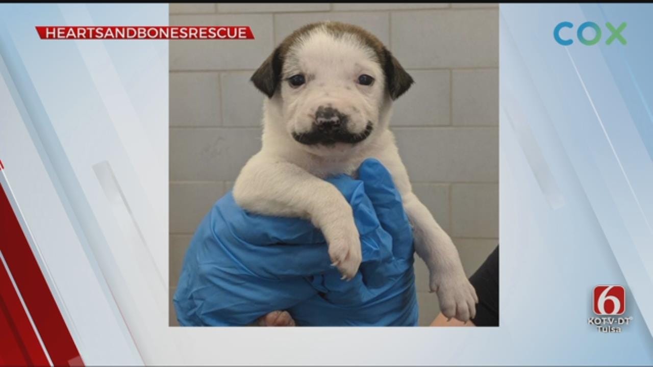 'Salvador Dolly:' Puppy With Fur Mustache Goes Viral