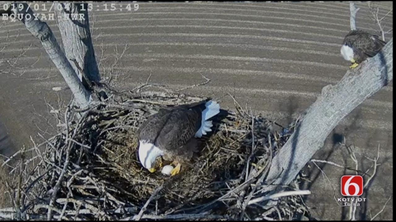 Bald Eagles Take Turns Sitting On Egg On Oklahoma Nest