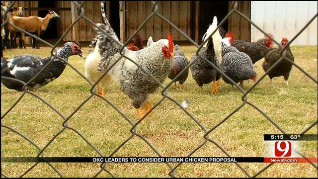 City Considers Changing Chicken Ordinance