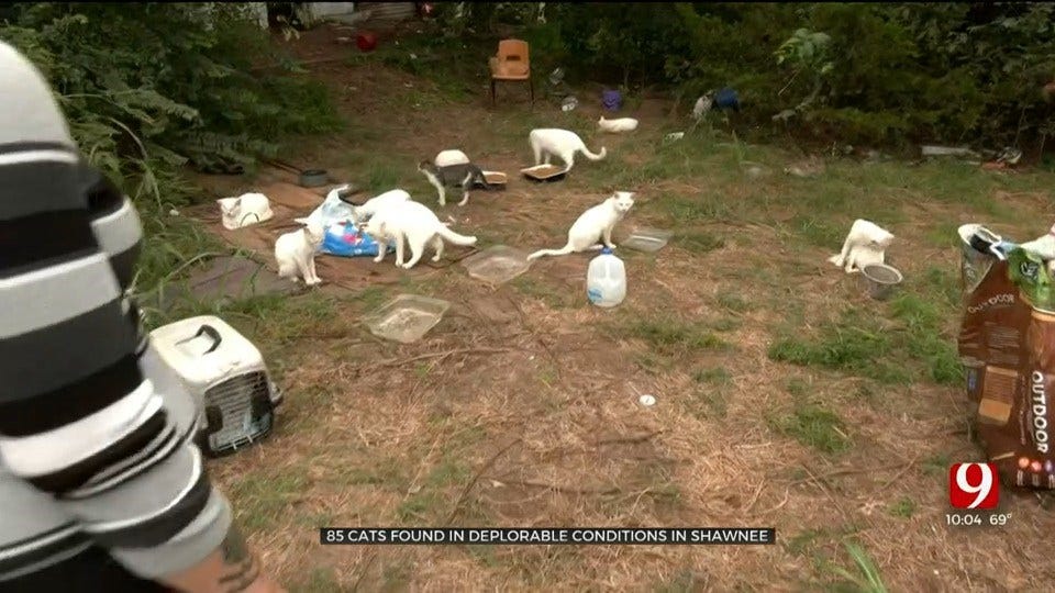 Homes Needed For 85 Cats Found Living In Deplorable Conditions In Shawnee Home