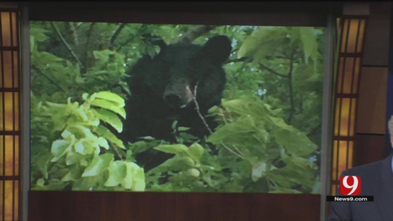 Black Bear Spotted By Couple In Wayne
