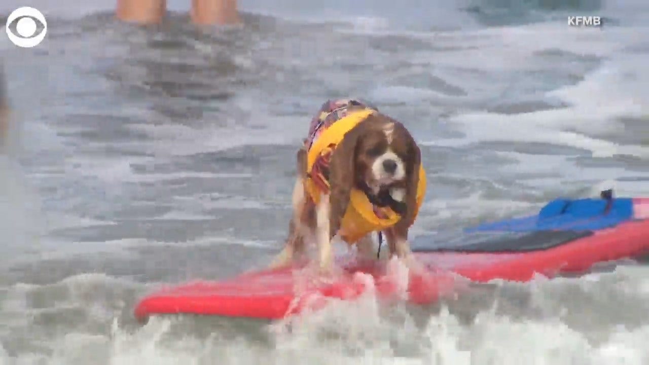 80 Dogs Participate In California Surf-A-Thon