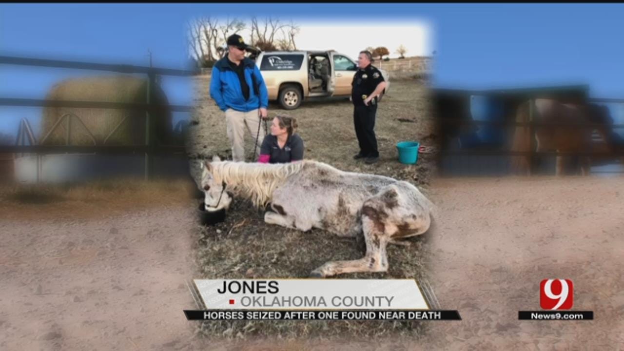 Horses Seized After One Found Near Death In Logan Co.