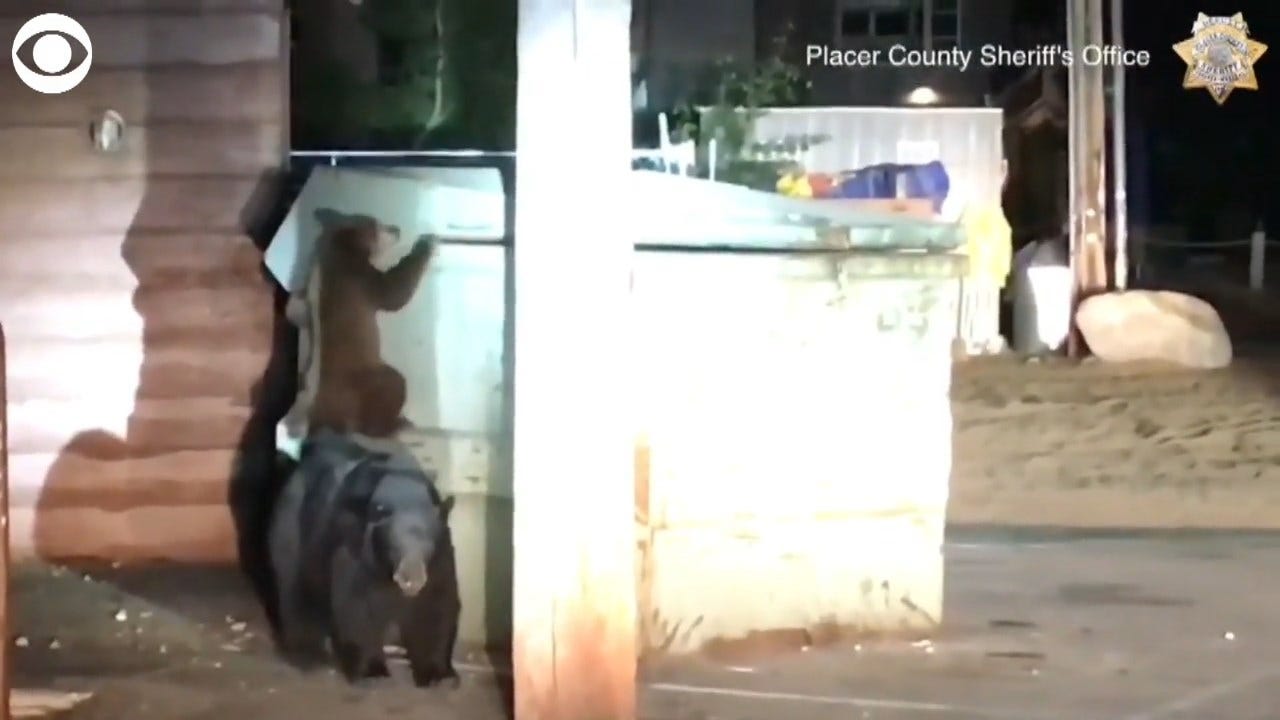 WATCH: Bear Helps Sibling Out Of Trash
