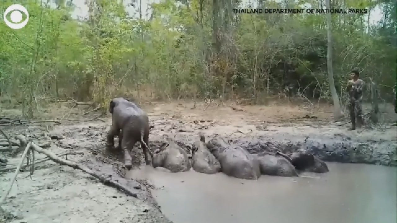 Elephants Stuck In Mud Pit