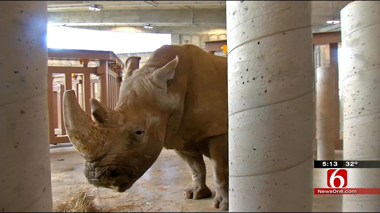 Rhinos Get Upgraded Home At Tulsa Zoo