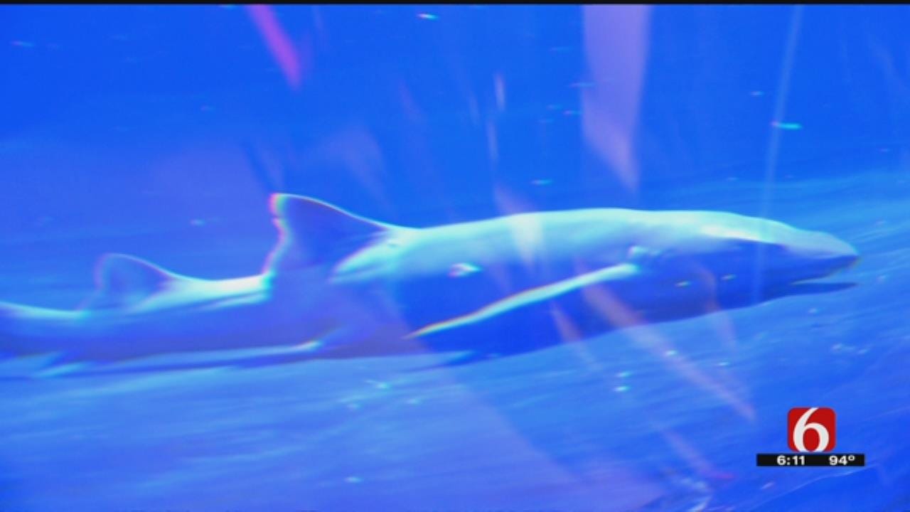 Oklahoma Aquarium Showcasing Sharks During 'Shark Week'