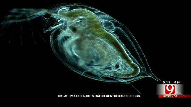 700-Year-Old Eggs Hatch