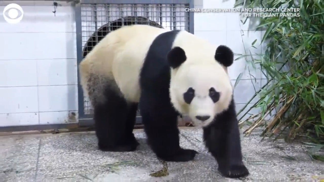 WATCH: Bei Bei, The Panda, Arrives In China From DC