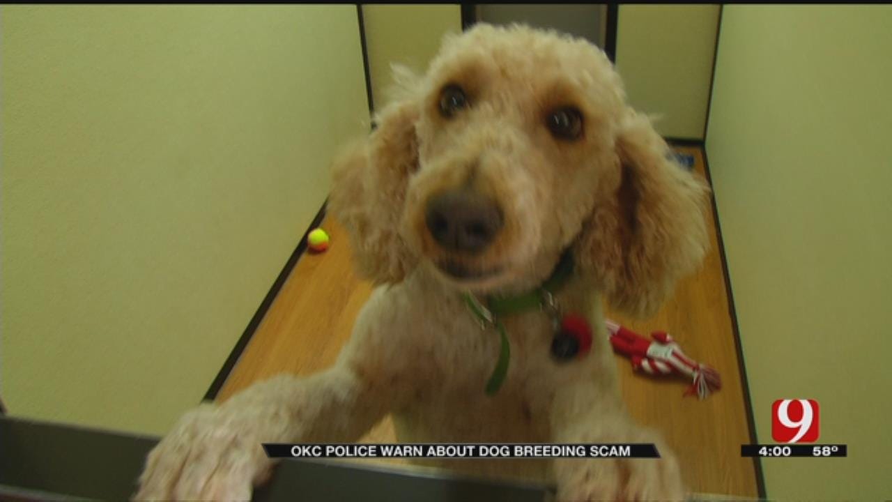 OKC Police Working To Track Down Scam Artists Pretending To Be Dog Breeders