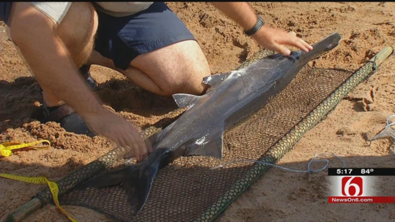 Biologists Study Ancient Fish Stuck In Arkansas River