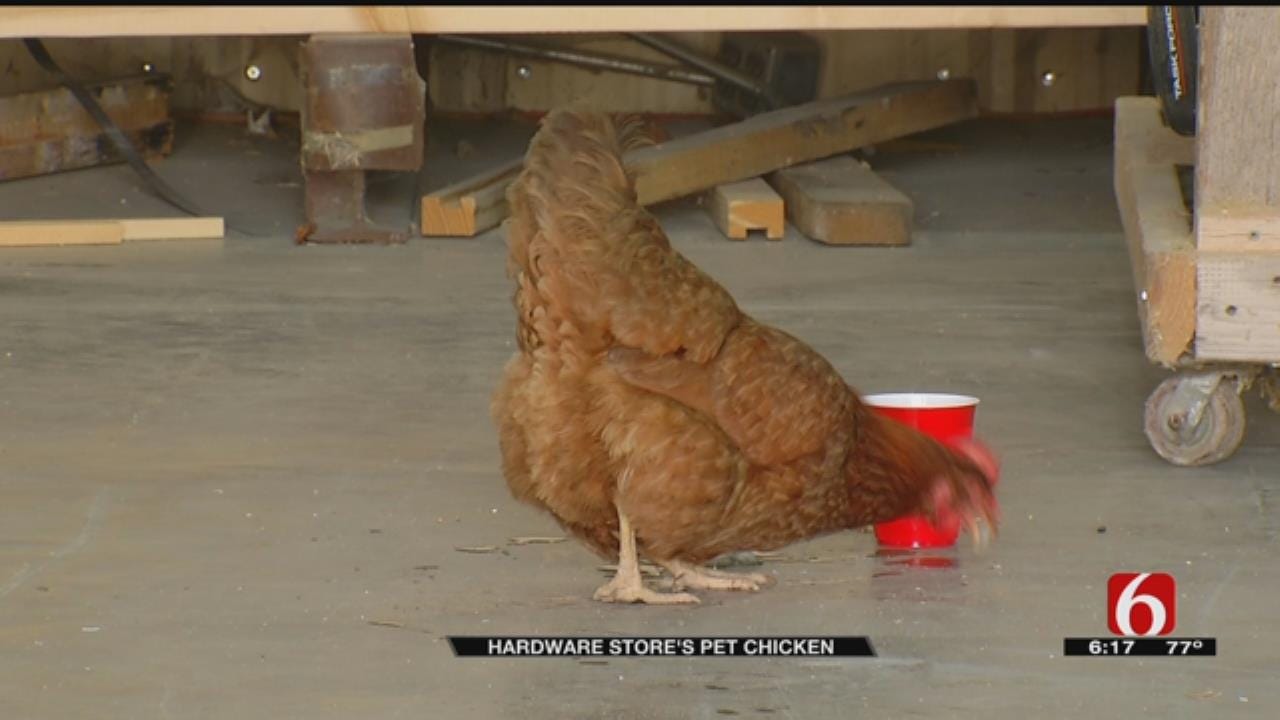 Chicken Makes Home Out Of Coweta Business