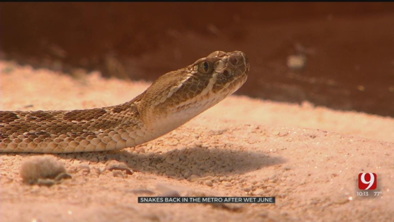 Snake Museum Owner Warns Of Venomous Snakes In Oklahoma During Summer Months