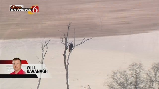 Sand Springs Tornado Destroys Bald Eagle Nests, Chicks