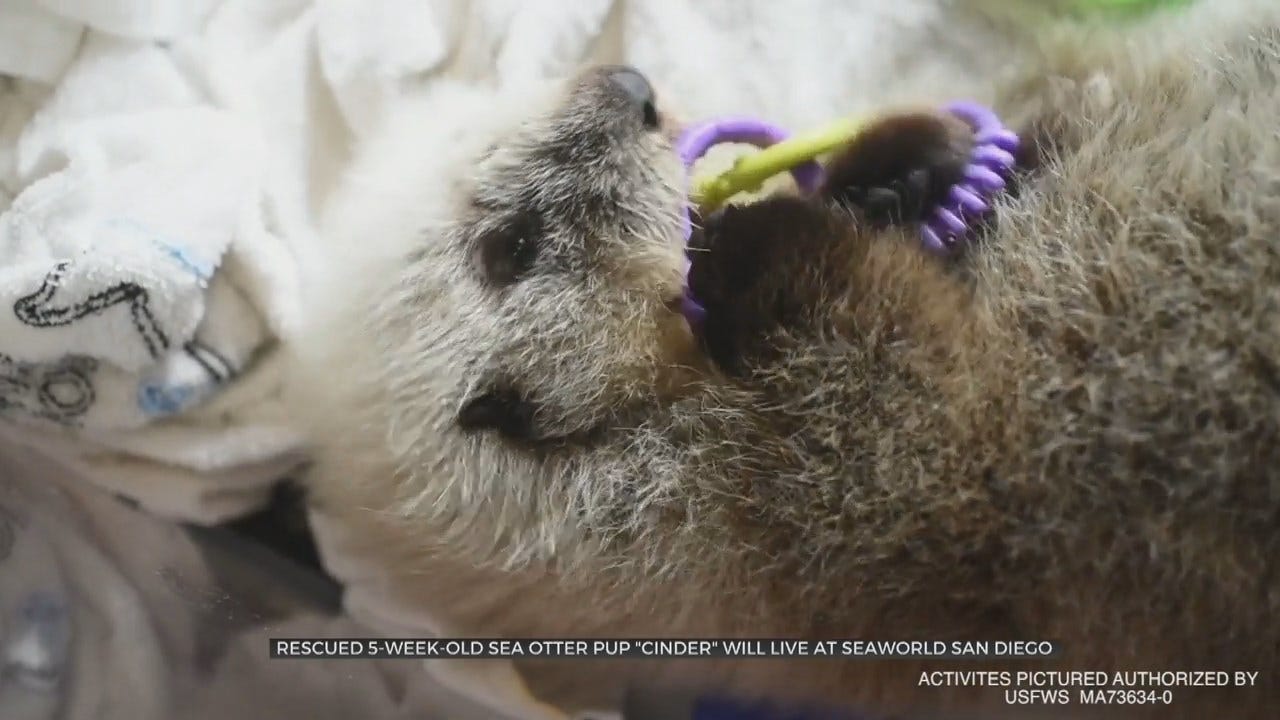 WATCH: Sea Otter Gets 2nd Chance