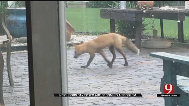 Residents Say Foxes Are Becoming A Problem In Metro Neighborhood