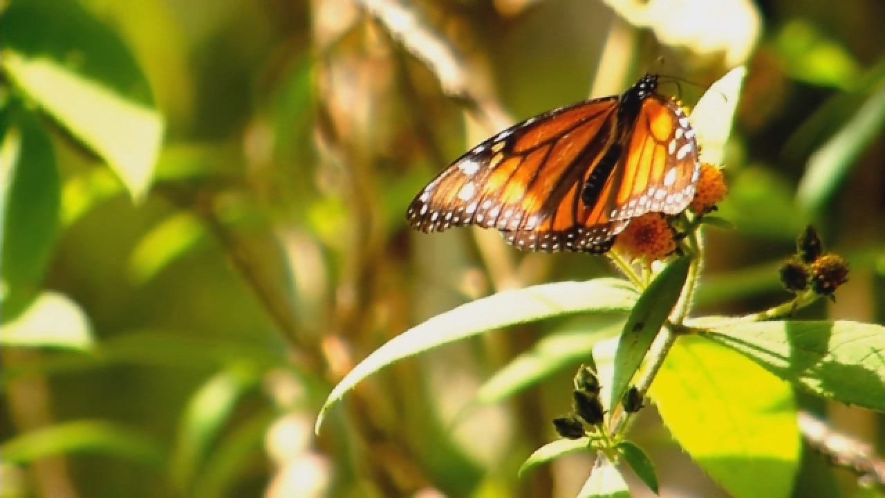Oklahomans Travel To Monarch Sanctuaries In Mexico