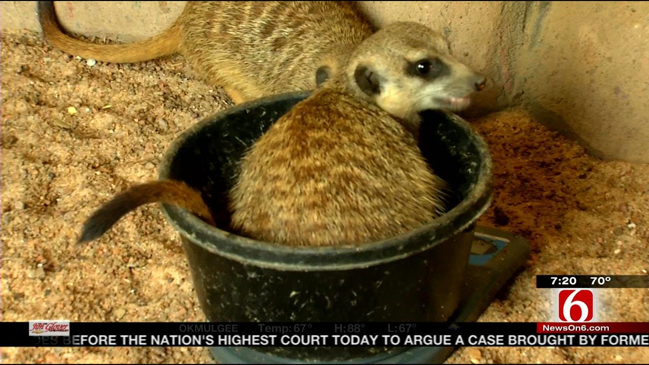 Wild Wednesday: Tulsa Zoo's Meerkats