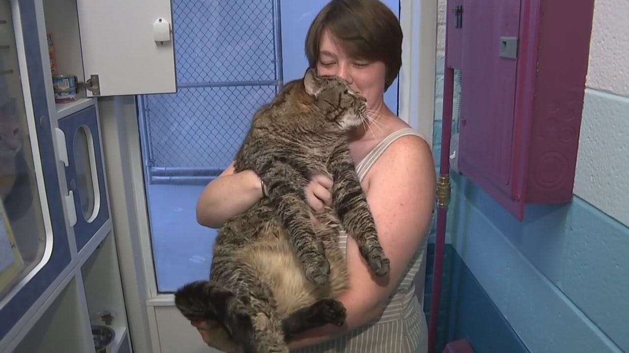 WATCH: 26-Pound Cat Needs New Home